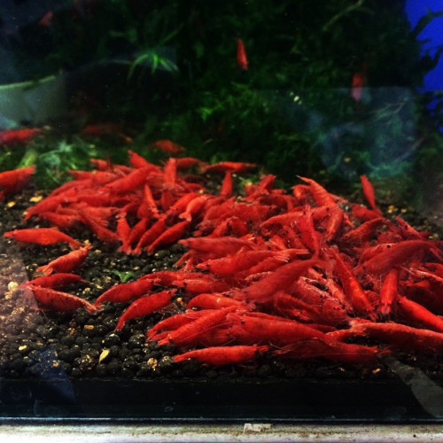 Lots crevettes eau douce Neocaridina Davidi
