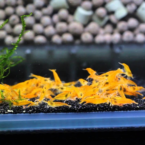 Lots crevettes eau douce Neocaridina Davidi