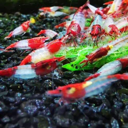 Lots crevettes eau douce Neocaridina Davidi