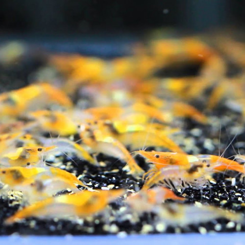 Lots crevettes eau douce Neocaridina Davidi
