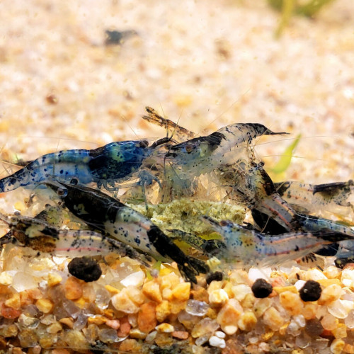 Lots crevettes eau douce Neocaridina Davidi