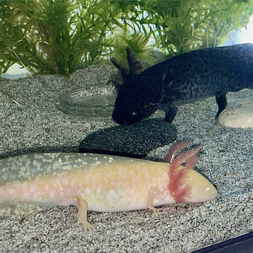 Axolotls mélanique et gold