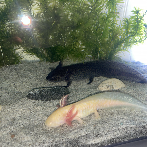 Axolotls mélanique et gold