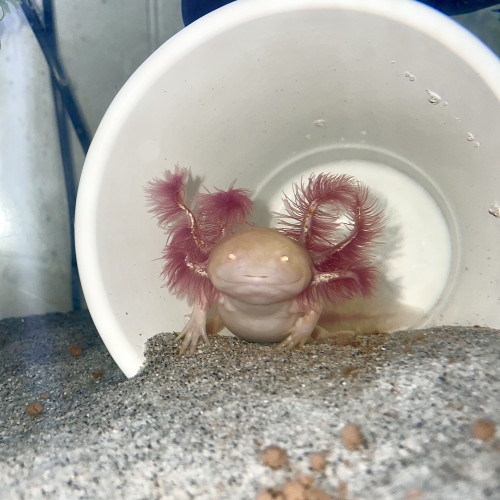 Axolotls mélanique et gold