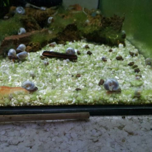 Escargots pour aquarium