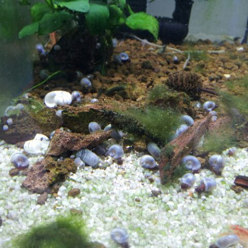 Escargots pour aquarium