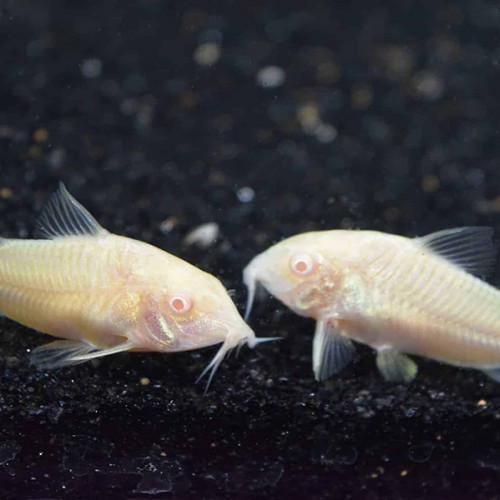 Corydoras aeneus