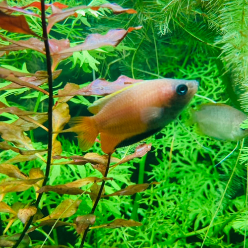 Gourami miel