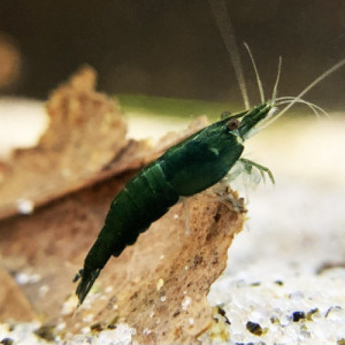 Crevettes Super Green Jade