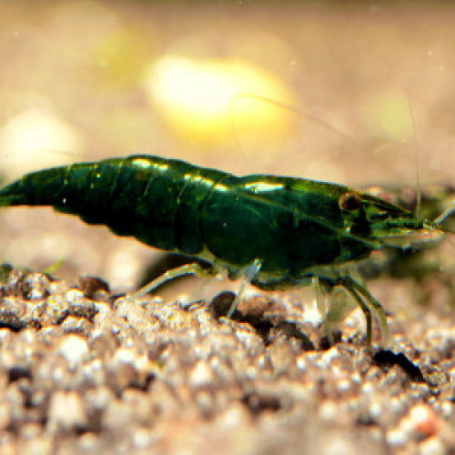 Crevettes Super Green Jade qualité rare