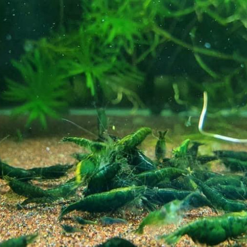 Crevettes Super Green Jade qualité rare