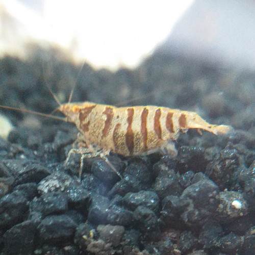 Crevette Caridina Babaulti Stripes (zèbrés)