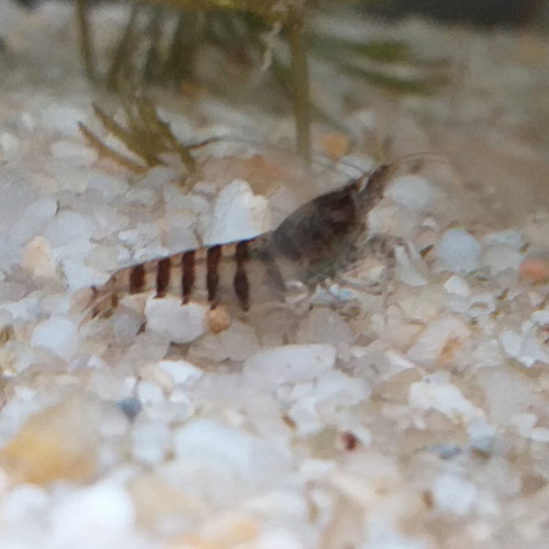 Crevette Caridina Babaulti Stripes (zèbrés)