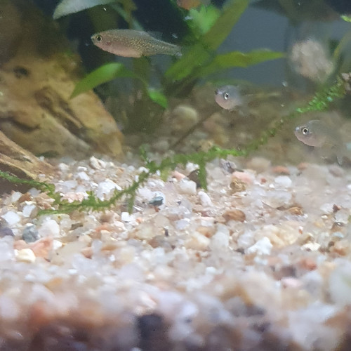Rasbora Galaxy / Danio margaritatus