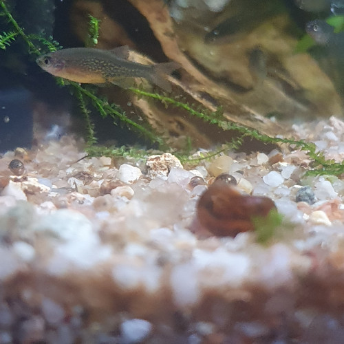 Rasbora Galaxy / Danio margaritatus