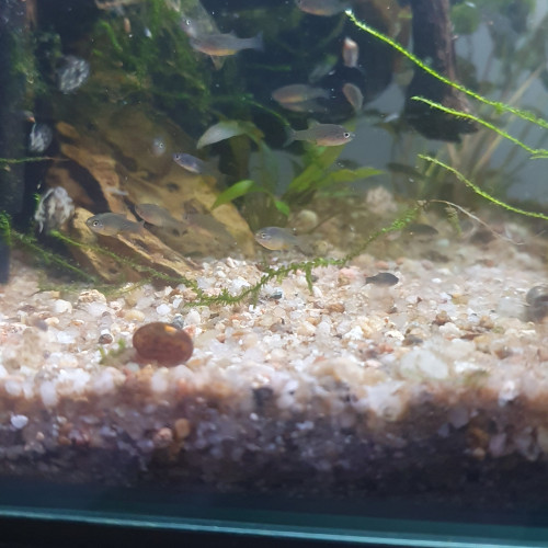 Rasbora Galaxy / Danio margaritatus