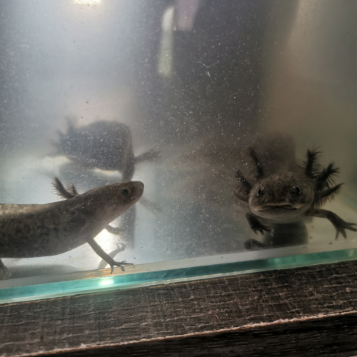 Axolotl 35,44,56