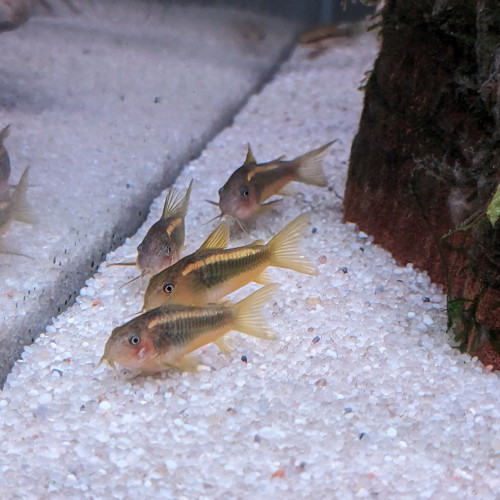 Corydoras gold Line CW10