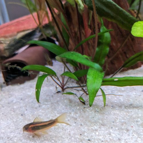 Corydoras gold Line CW10