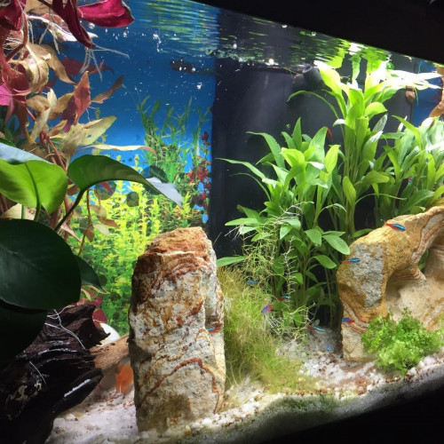 Aquarium 100 litres avec meuble