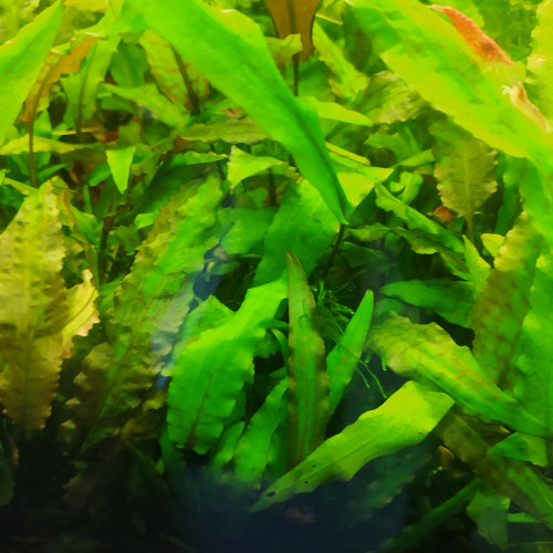 Cryptocoryne wendtii ''brown''