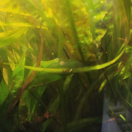 Cryptocoryne balansae