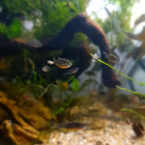 Rasbora Galaxy