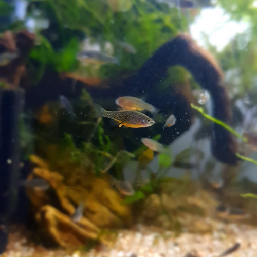 Rasbora Galaxy