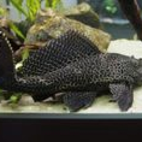 Vend Pléco • Hypostomus plecostomus