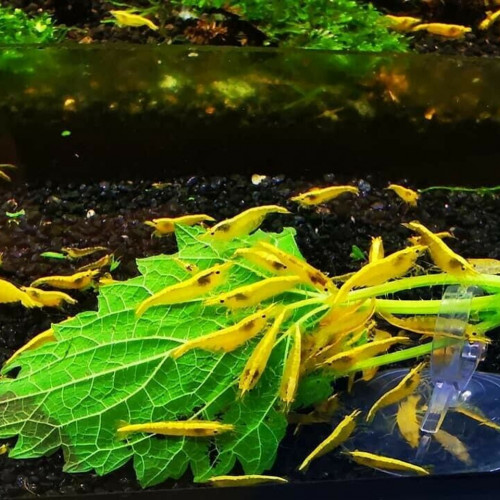 Neocaridina Crevette Yellow Neon - 11 crevettes