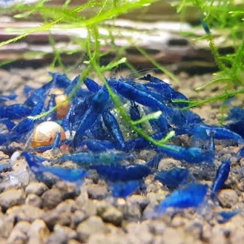 Neocaridina Crevette Blue Velvet - 11 crevettes