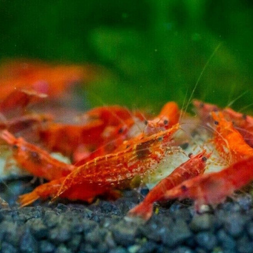 Neocaridina Crevette Red Cherry - 11 crevettes