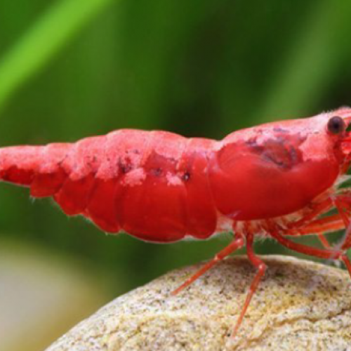 Neocaridina Heteropoda Red Fire ( haut grade sakura )