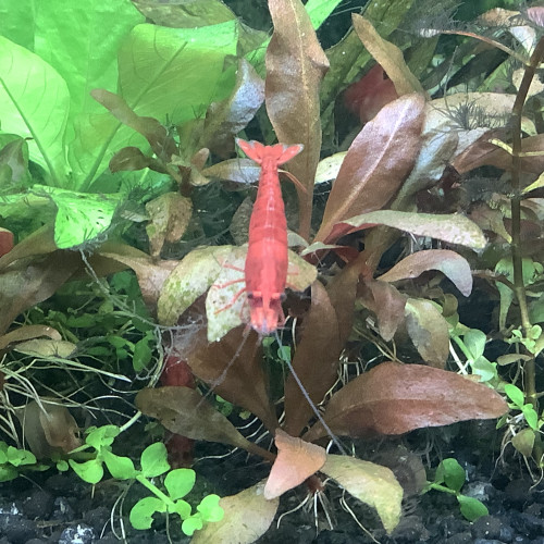 Neocaridina Heteropoda Red Fire ( haut grade sakura )