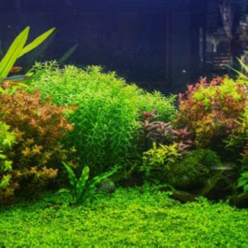 Plantes d'aquarium en pots, bouquets, sur bois