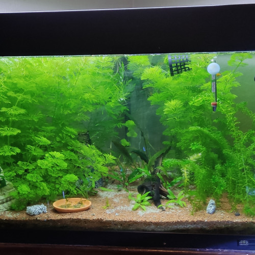 Aquarium triangle juwel 150 l