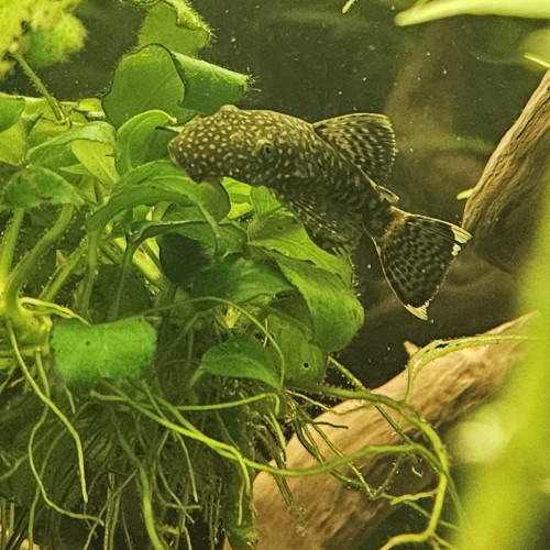 Vends / Echanges Ancistrus ( 6-7 cm)