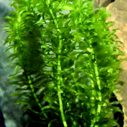 Plante aquarium eau douce «  Limnophila sessiliflora » - Lot de 10 brins = 5€