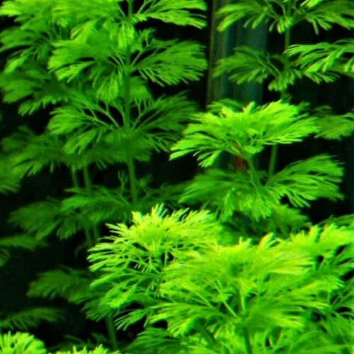 Plante aquarium eau douce « Egeria Dansa » - Lot de 10 brins = 5€