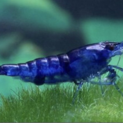 Crevettes bleu velvet