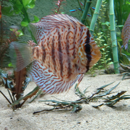 Discus