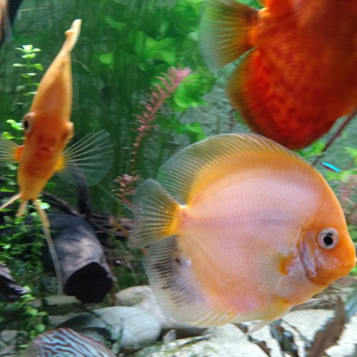 Discus