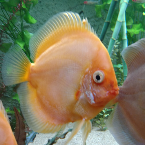 Discus