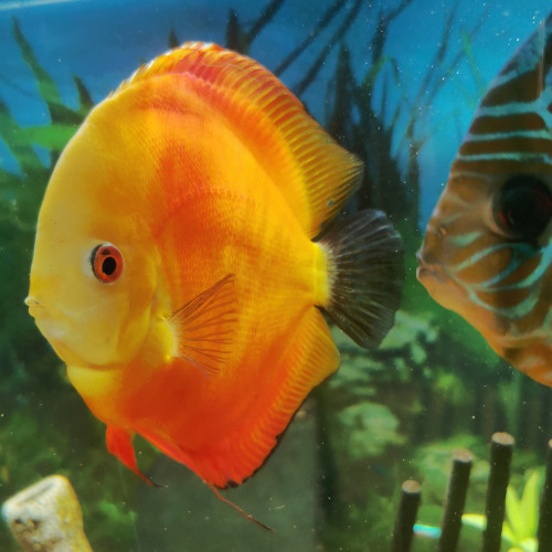 Discus