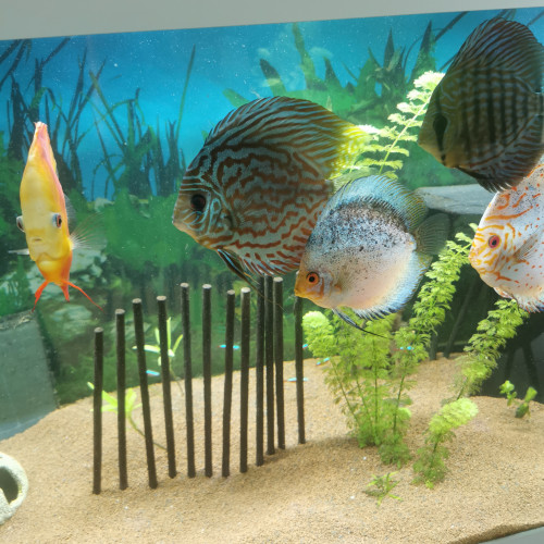 Discus