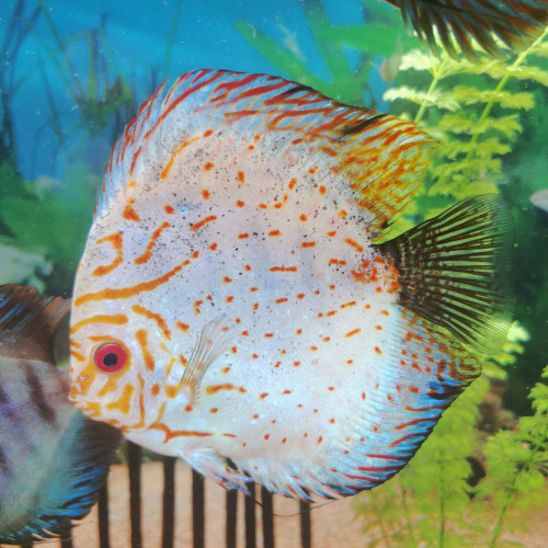 Discus