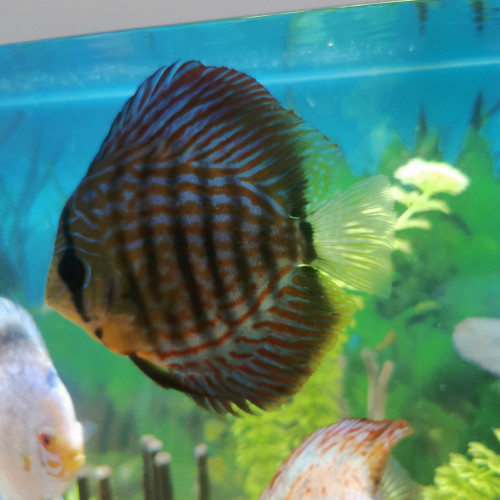 Discus