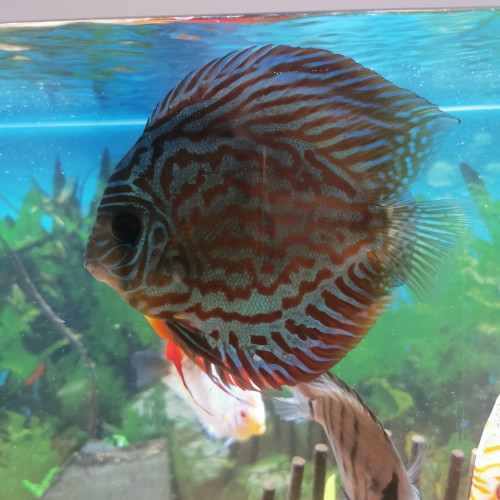 Discus