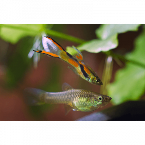 Guppy endler lyre