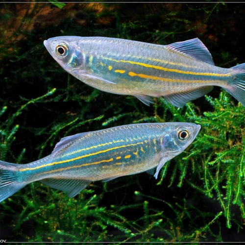 Devario Malabaricus